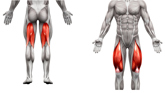 Hamstring-quadriceps